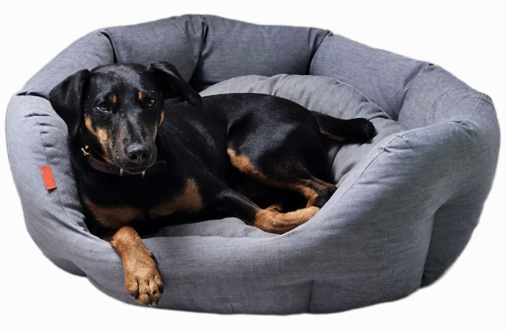 Jagdterrier Mona im Körbchen - Bürohund